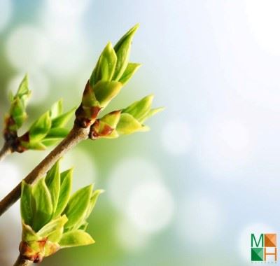  Tranh dán tường Hàn Quốc hoa mai mùa xuân FW - 085