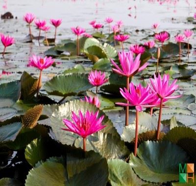  Tranh dán tường hoa súng 3D FW - 084