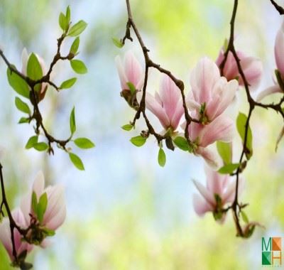  Tổng hợp những mẫu tranh dán tường Hàn Quốc hoa mộc lan độc đáo