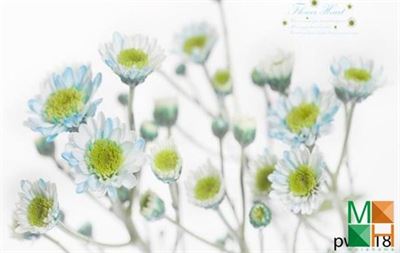  Tranh dán tường 3D Luna Deco iris